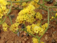 Limonium aureum