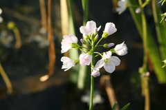 Cardamine dentata