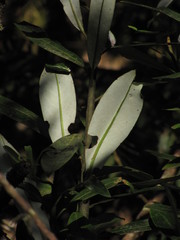 Drimys granadensis