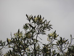 Drimys granadensis