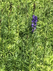 Aconitum napellus