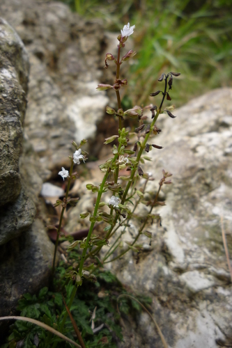 Salvia pygmaea iNat (2)