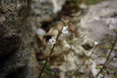 Salvia pygmaea