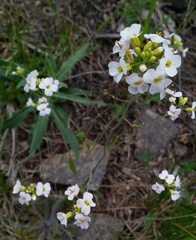 Arabidopsis arenosa