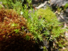 Polytrichum pallidisetum