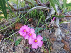 Oxalis eckloniana-nidulans