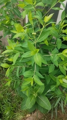 Apocynum × floribundum
