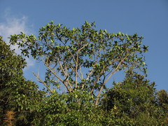 Ficus gigantosyce