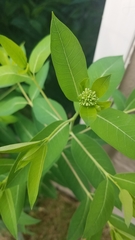 Apocynum × floribundum