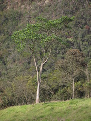 Ficus gigantosyce