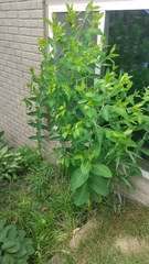 Apocynum × floribundum