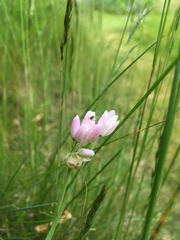 Allium roseum roseum