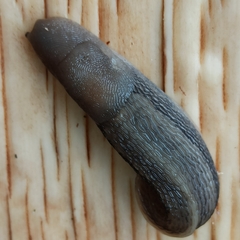 Limax cinereoniger