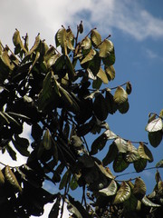 Guarea kunthiana
