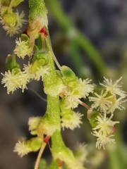 Rumex intermedius