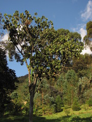 Guarea kunthiana