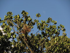 Guarea kunthiana