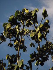 Guarea kunthiana