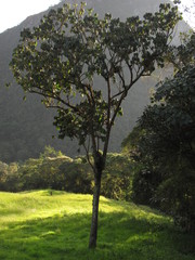 Guarea kunthiana