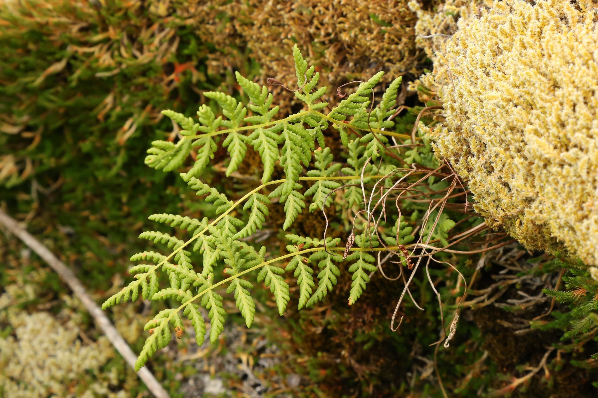 Woodsia scopulina ssp. scopulina
