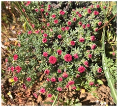 Eriogonum thymoides