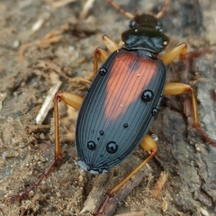 Dolichus halensis