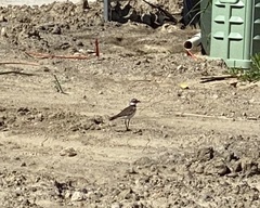 Charadrius vociferus