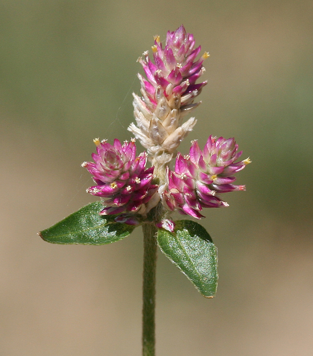 Gomphrena sonorae