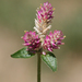 Sonoran Globe Amaranth - Photo (c) jrebman, some rights reserved (CC BY-NC), uploaded by jrebman