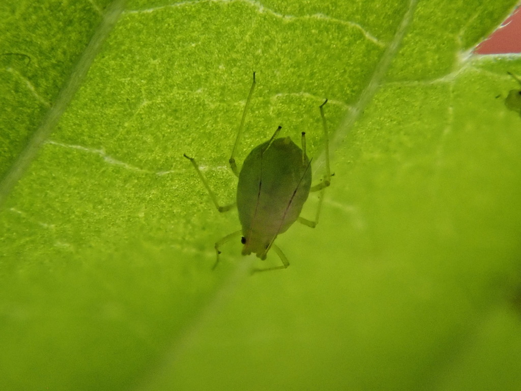 Cannabis Aphid