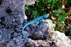 Sceloporus minor cyaneus