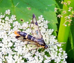 Synanthedon scoliaeformis