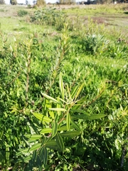 Searsia angustifolia