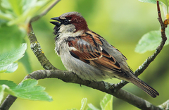 Passer domesticus