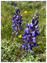 Lupinus saxosus