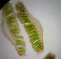 Polytrichum pallidisetum