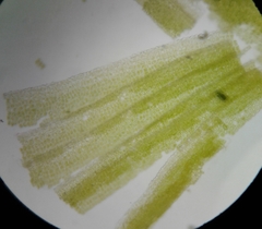 Polytrichum pallidisetum