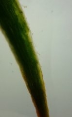 Polytrichum pallidisetum