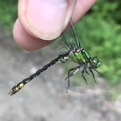 Ophiogomphus mainensis
