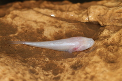 Blind Fish photo 5