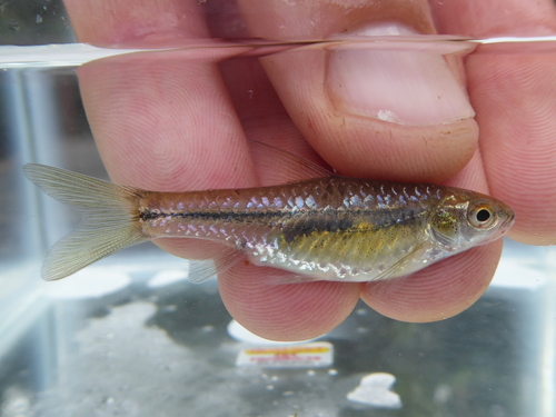 Bowstripe barb (Enteromius viviparus) — Cyprinidae — 2