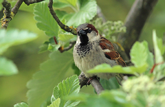 Passer domesticus