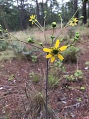 Silphium compositum