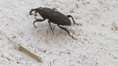 Sphenophorus parvulus
