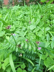 Vicia sepium