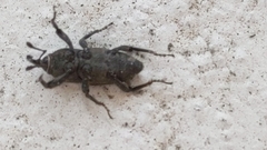 Sphenophorus parvulus