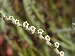 Heliotropium calcareum