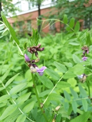 Vicia sepium