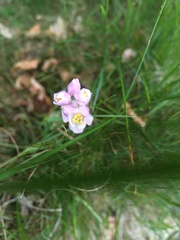 Allium roseum roseum