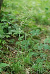 Festuca heterophylla